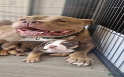 American Bully dogs for sale: Pocket bully bitch and male - Image 3