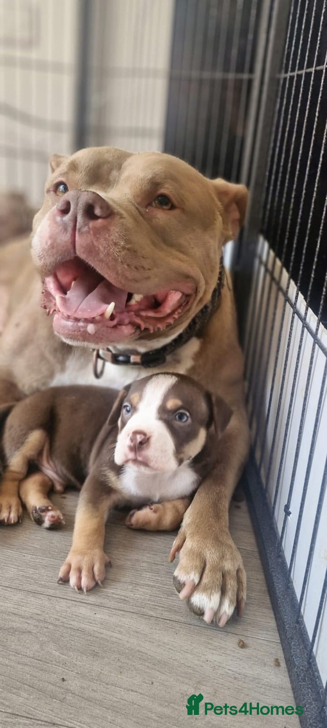 American Bully dogs for sale: Pocket bully bitch and male - Image 3
