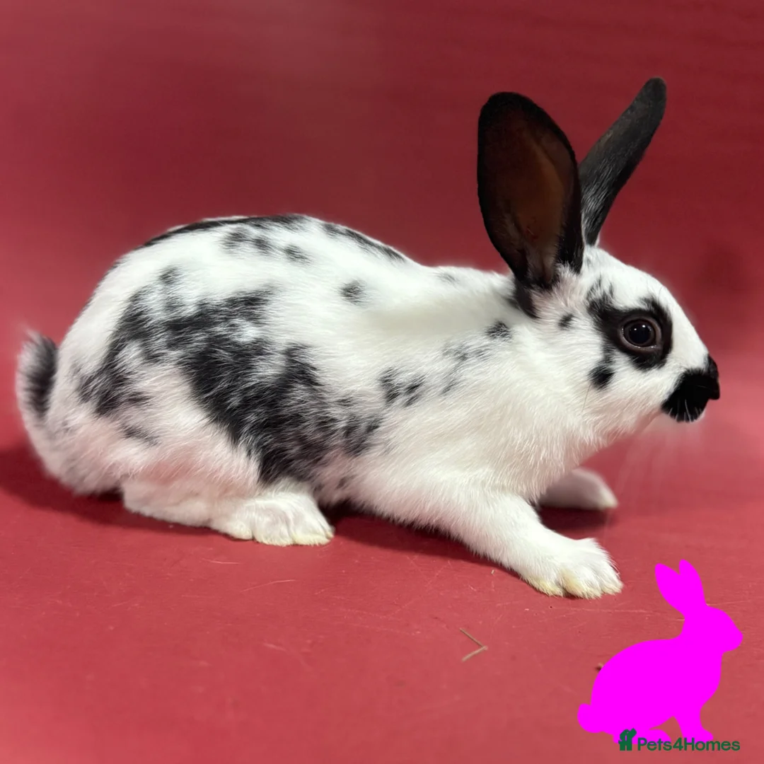 English Spot rabbits for sale: English spot kits ready now - Advert 1