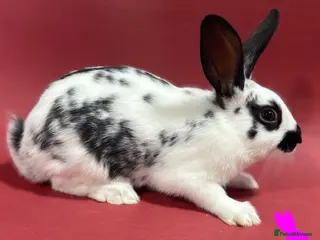 English Spot rabbits English spot kits ready now - Advert 2