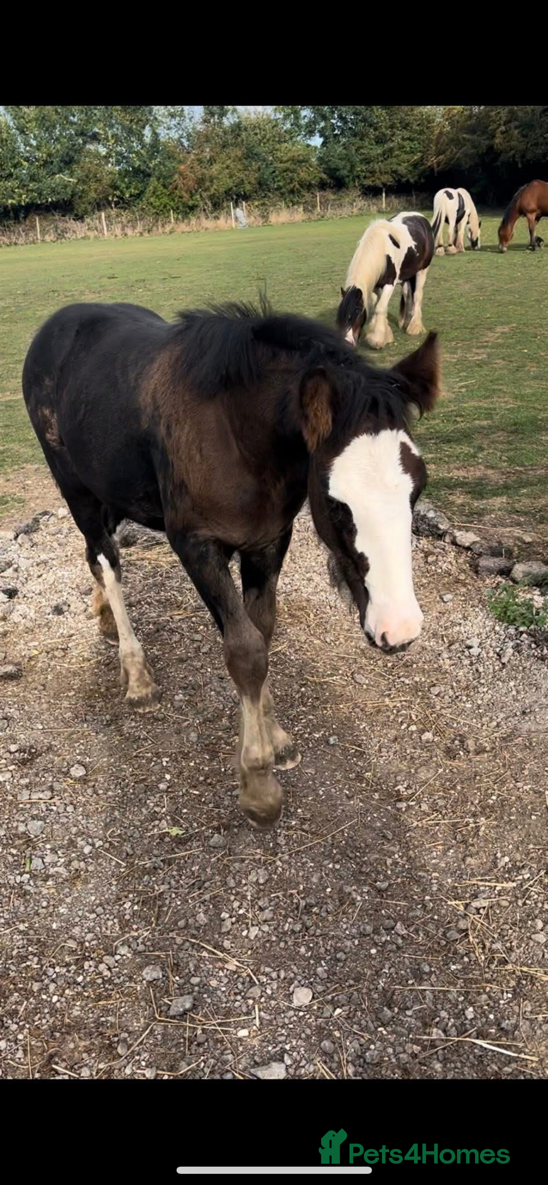 Irish Cob horses for sale: Filly for full loan or sale  - Advert 6