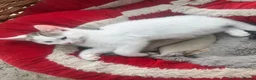 Mixed Breed cats for sale: White and tabby hugely friendly kittens for sale - Advert 5