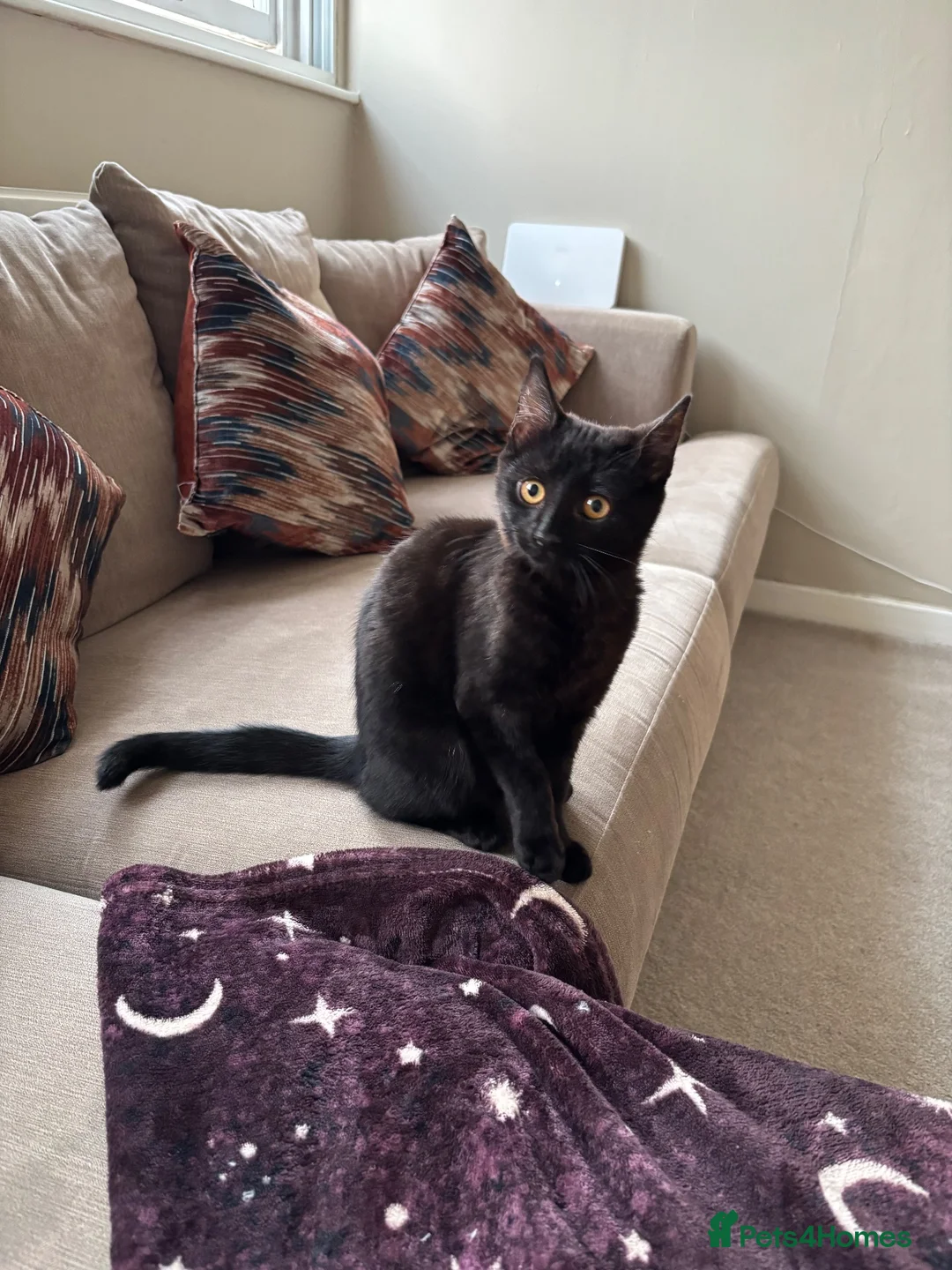 Mixed Breed cats for sale:  Eleven  - Advert 5
