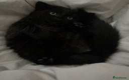 British Longhair cats for sale: Longhair Kitten 🐈‍⬛ 🖤!!(REDUCED BY £100) - Image 8