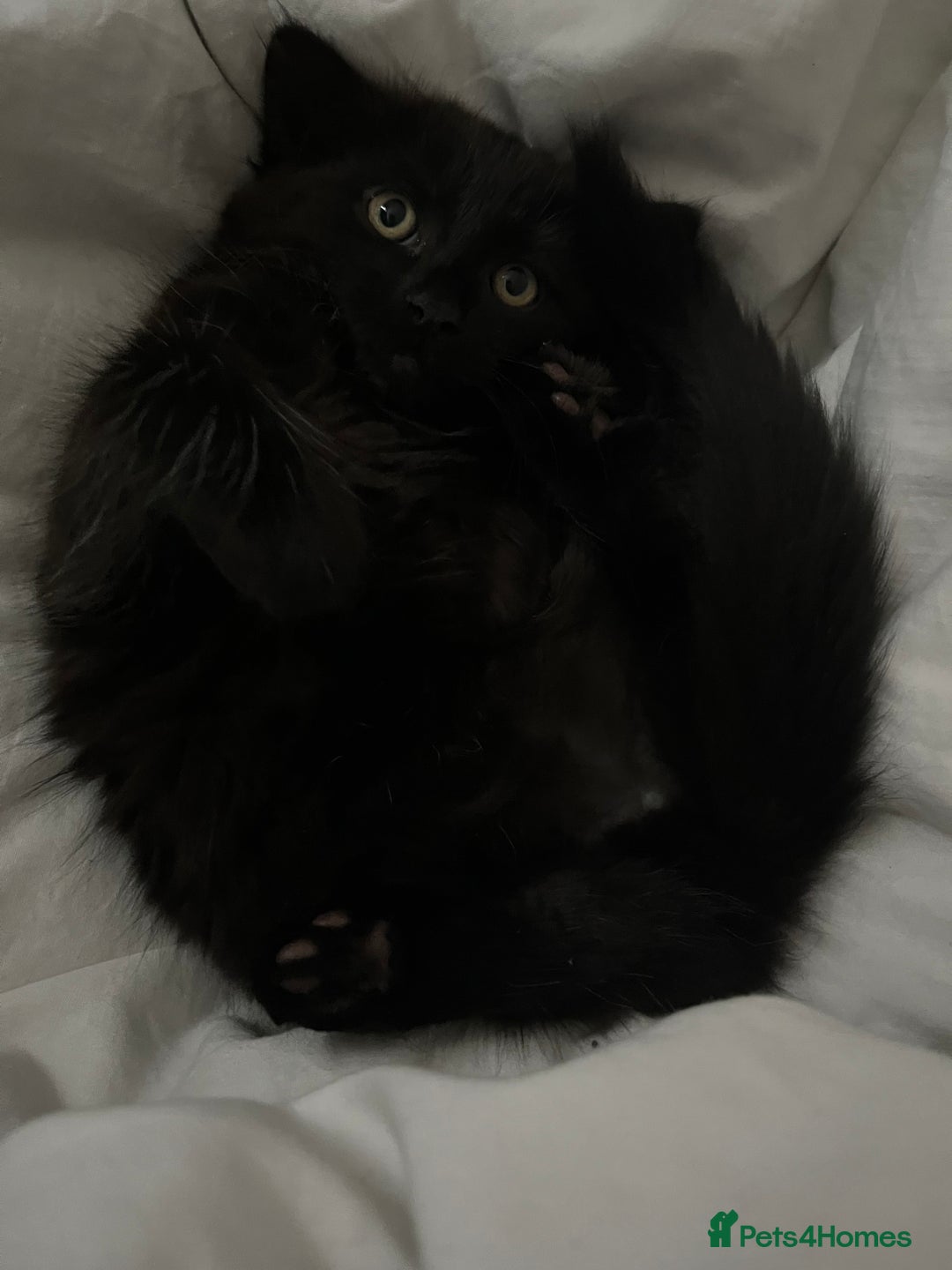 British Longhair cats for sale: Longhair Kitten 🐈‍⬛ 🖤!!(REDUCED BY £100) - Image 8