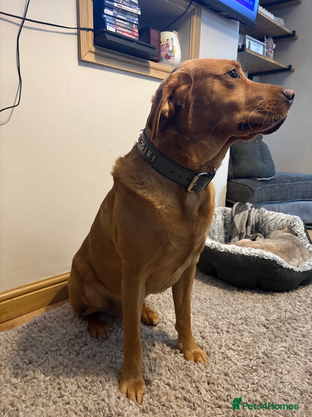 Labrador Retriever dogs for stud: Labrador retriever for stud  - Advert 13