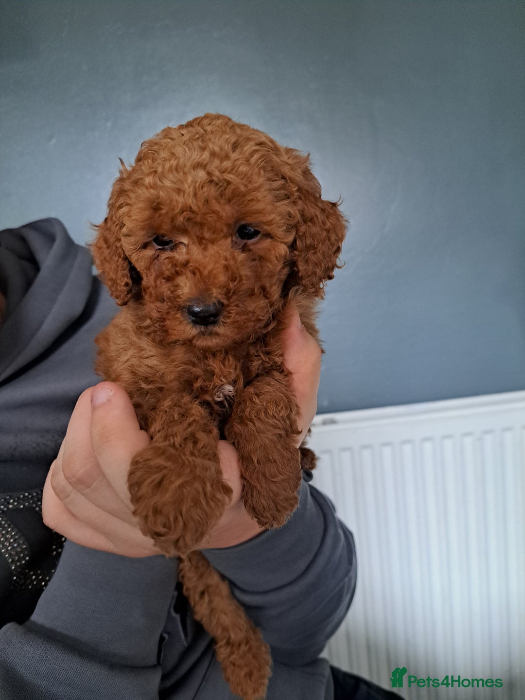 Cockapoo dogs for sale: 2 beautiful toy cockapoos  - Image 5