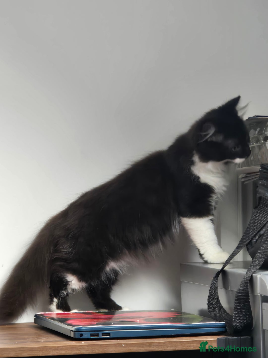 British Longhair cats for sale: British Long Hair Male kittens ( only 1 left) - Advert 11