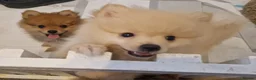 Pomeranian dogs for sale: 4 Purebred Pomeranian puppies - Advert 1