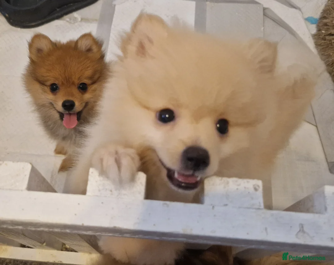 Pomeranian dogs for sale: 4 Purebred Pomeranian puppies - Advert 1