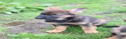 German Shepherd dogs for sale: Shorthaired German Shepherd  - Advert 10