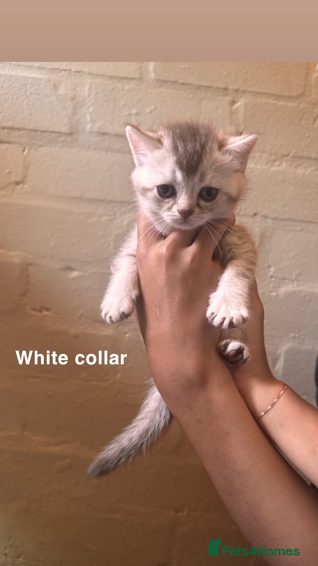 British Shorthair cats for sale: ✨British Shorthair Kittens ✨ - Image 10