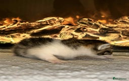 Domestic Shorthair cats for sale: Adorable Kittens! 🐾 - Image 9