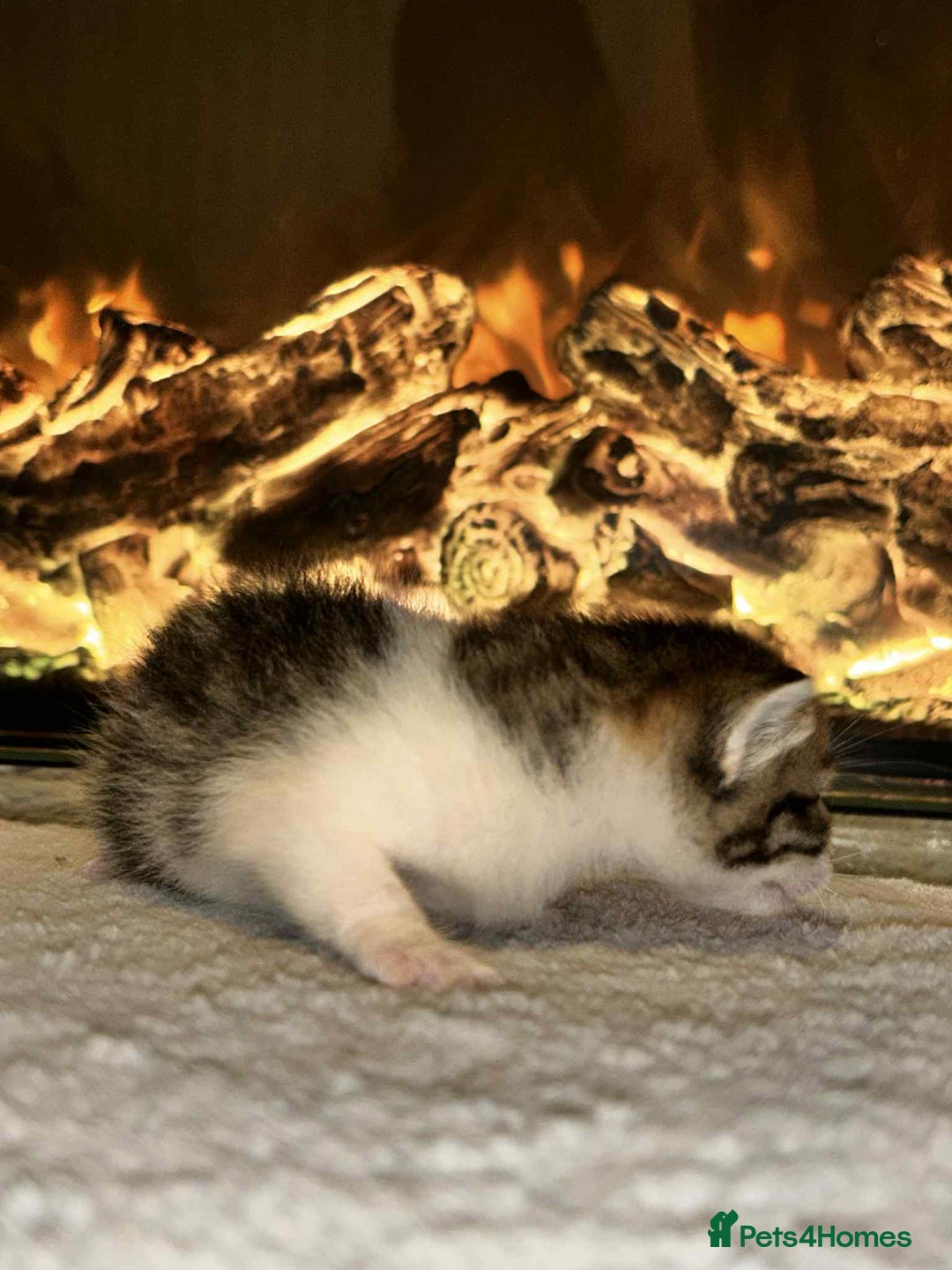 Domestic Shorthair cats for sale: Adorable Kittens! 🐾 - Image 9