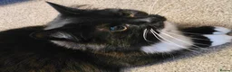 Mixed Breed cats for sale: Free To Good Home - Advert 3