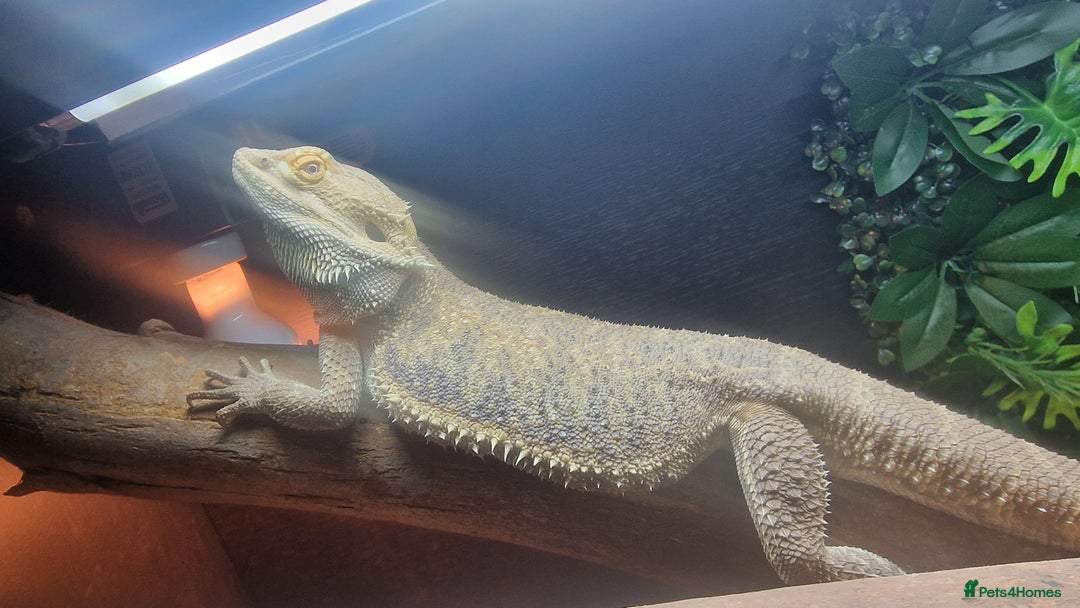 Bearded Dragon reptiles for sale: Bearded Dragon for sale  - Advert 4
