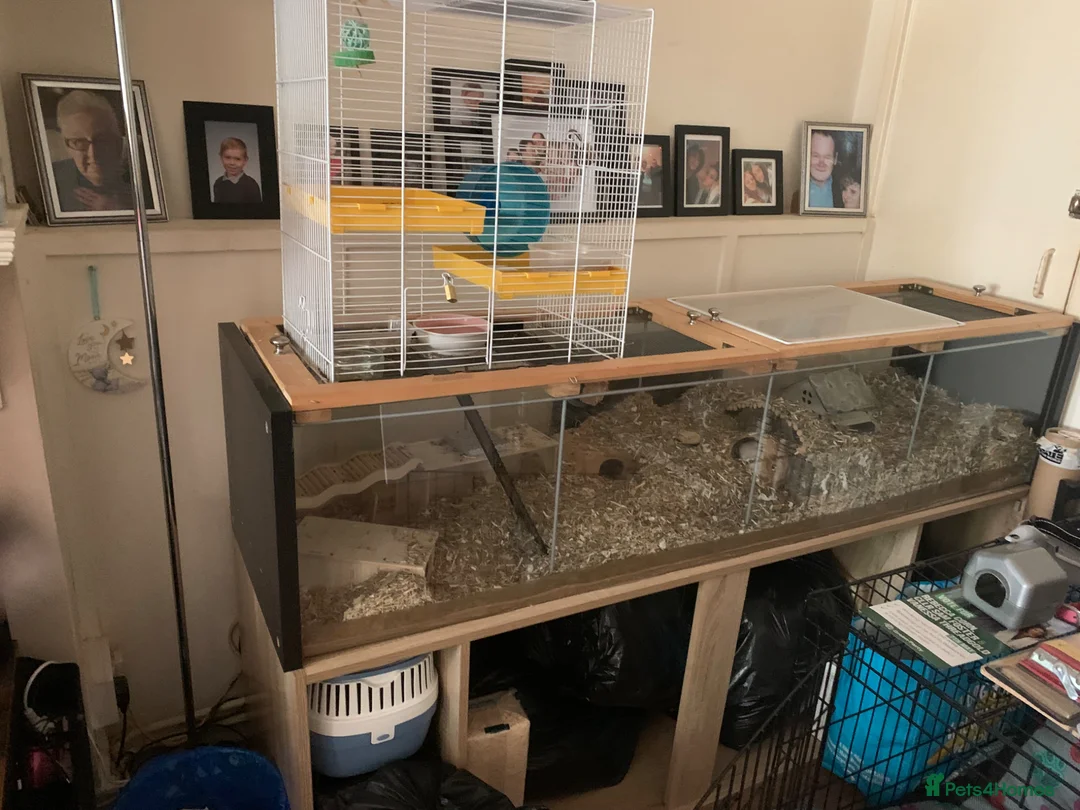Gerbil rodents for sale: 2 male gerbils with full setup  - Advert 2