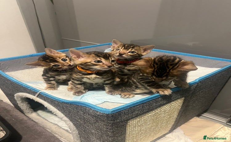 Bengal cats - Advert 3