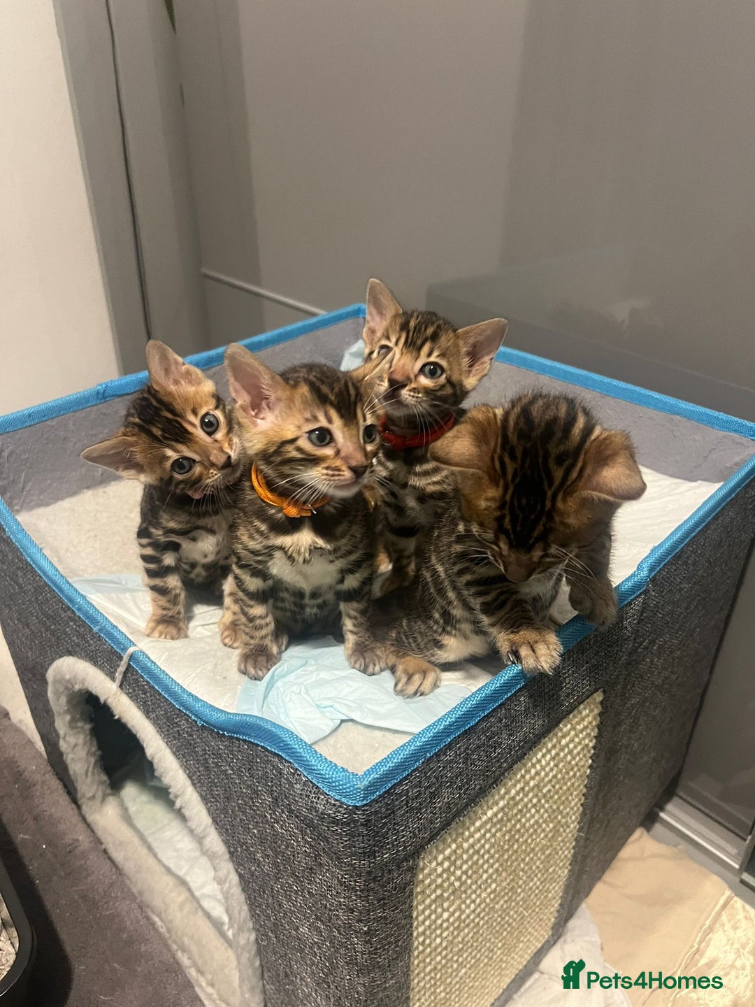 Bengal cats for sale: 💕 Adorable Rosetted bengal Kittens 💕 - Image 1