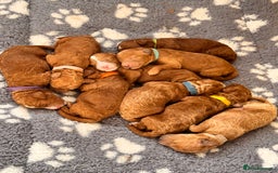 Cavapoochon dogs for sale: Cavapoochon Puppies - Ready 16 October - Image 10