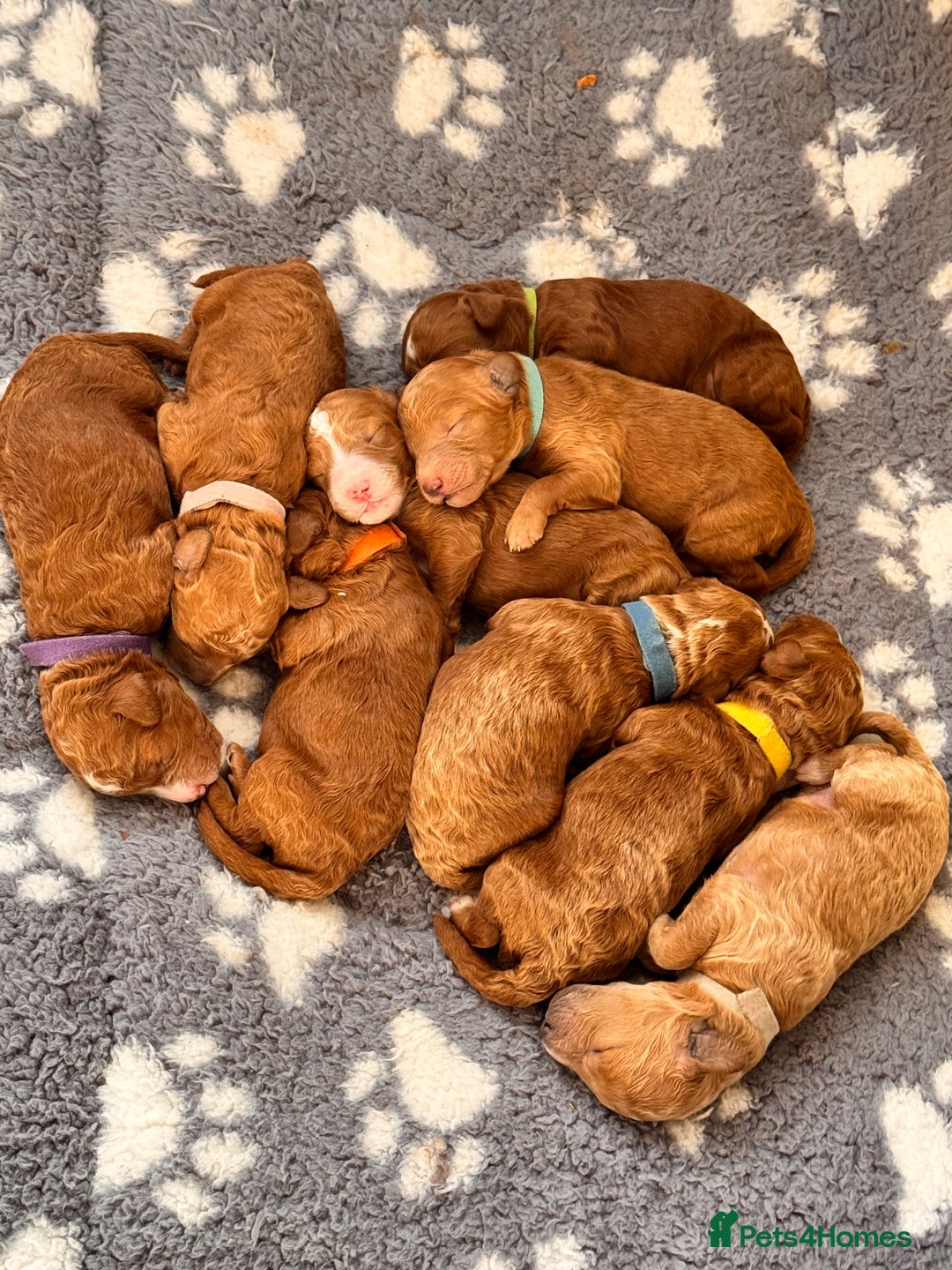 Cavapoochon dogs for sale: Cavapoochon Puppies - Ready 16 October - Image 10