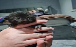 Maine Coon cats for sale: 3/4 main coon  - Image 9