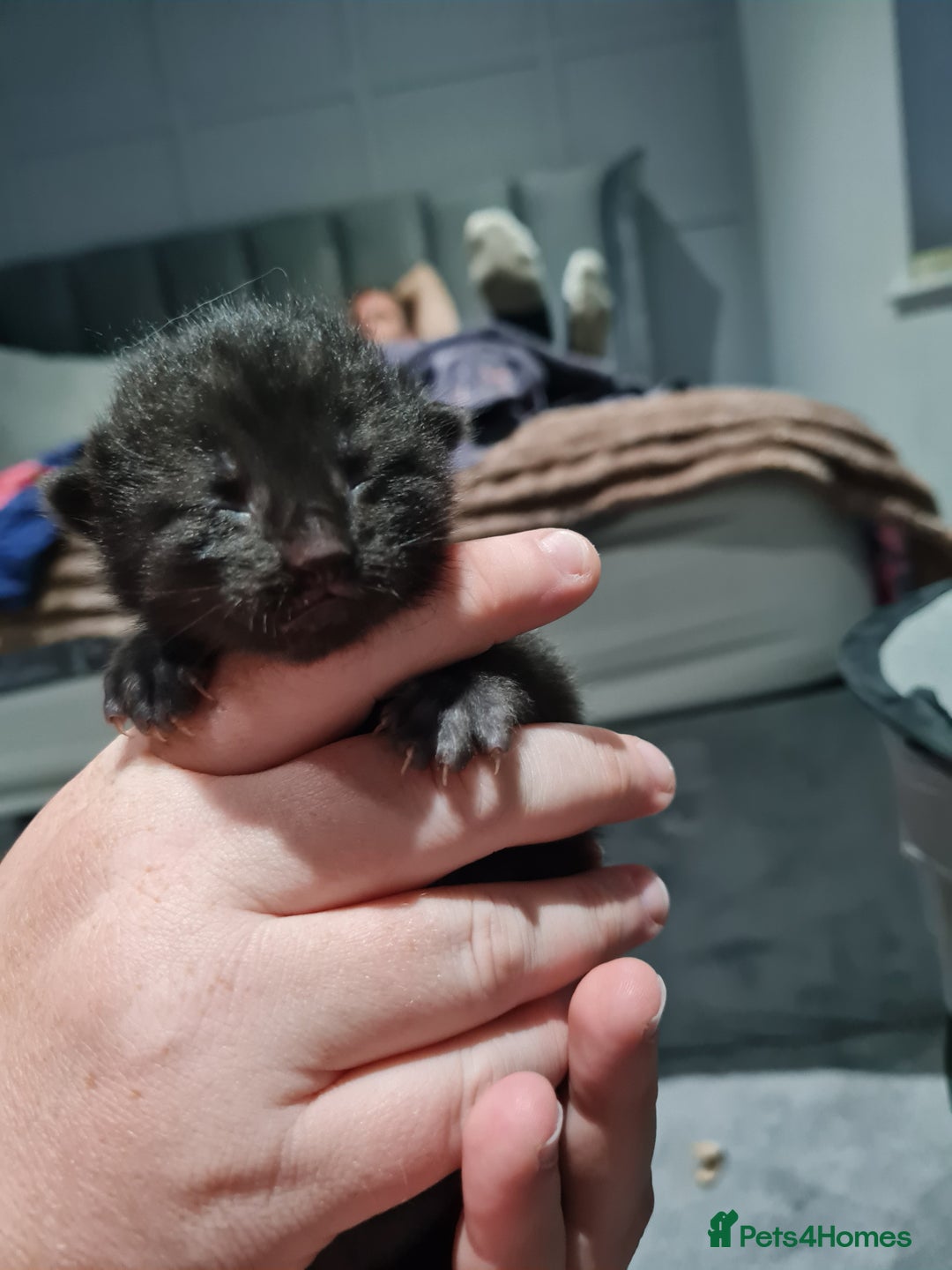 Maine Coon cats for sale: 3/4 main coon  - Image 9