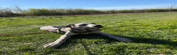 Great Dane dogs for sale: Merlin 8 month old Great Dane puppy - male  - Advert 1
