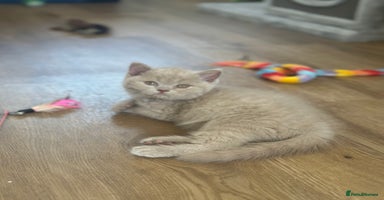 British Shorthair cats - Advert 6
