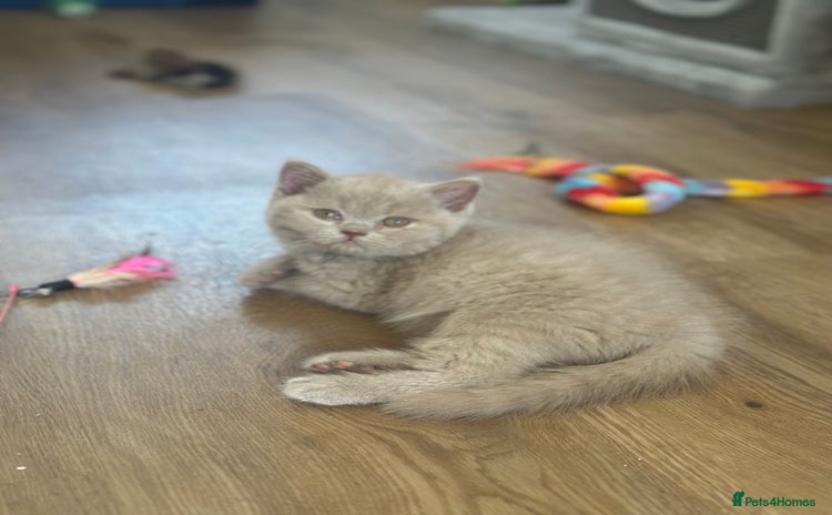 British Shorthair cats - Advert 13