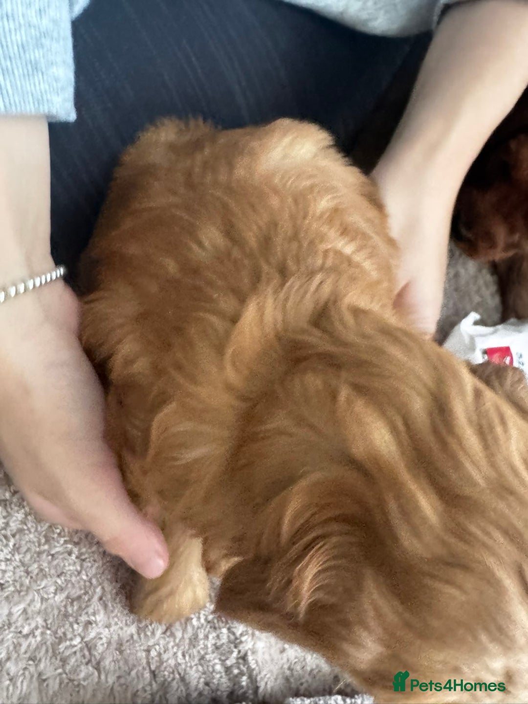 Cockapoo dogs for sale: Adorable F1B puppies born weekly pictures progress - Image 23