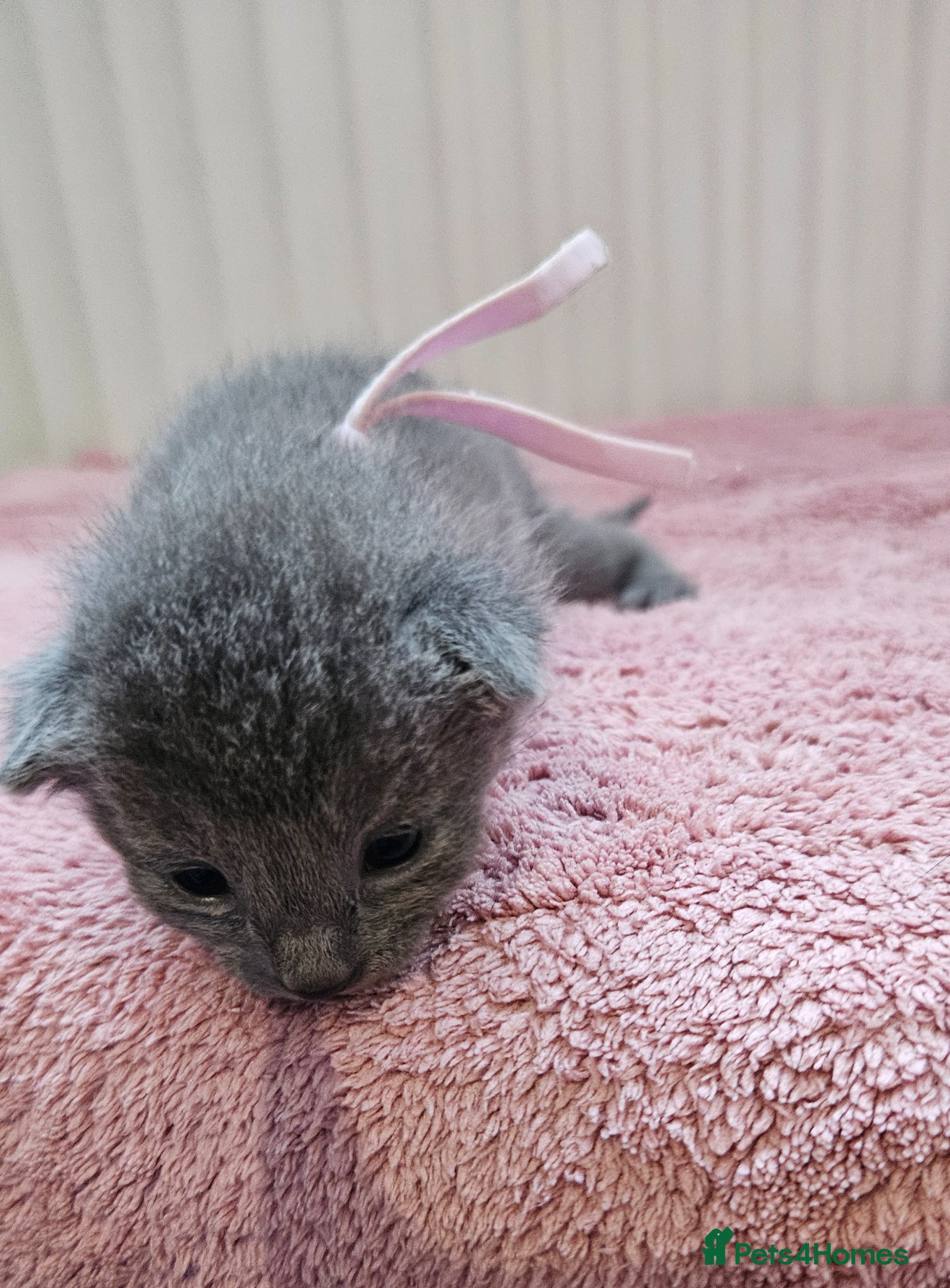 Russian Blue cats for sale: Russian Blue kittens 😸  - Advert 2