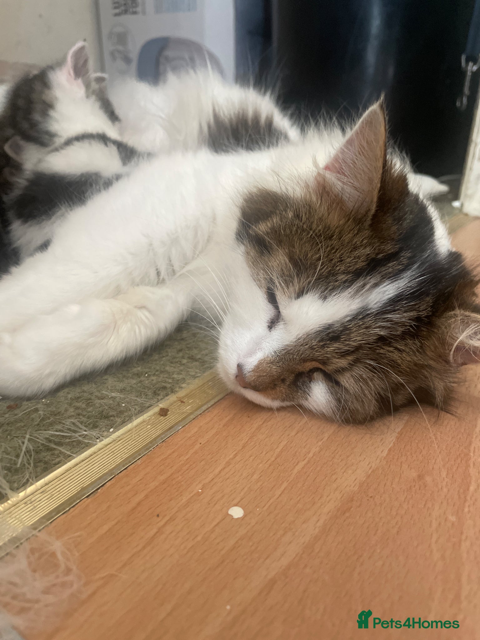 Mixed Breed cats Domestic cuties - Advert 1