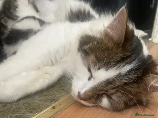 Mixed Breed cats Domestic cuties - Advert 1