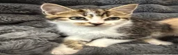 Mixed Breed cats for sale: 3 little kittens  - Advert 2