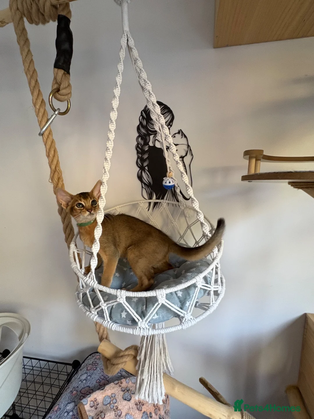 Abyssinian cats for sale: Beautiful abyssinian kittens - Advert 1