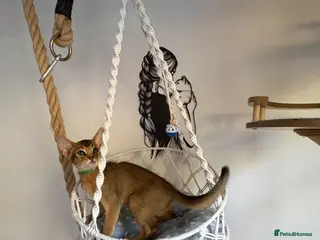 Abyssinian cats Beautiful abyssinian kittens - Advert 3