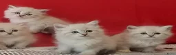Siberian cats for sale: GCCF Registered Siberian Kitten For Sale  - Advert 10