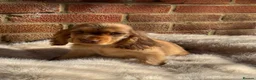 Cocker Spaniel dogs for sale: English show cockers  - Advert 13