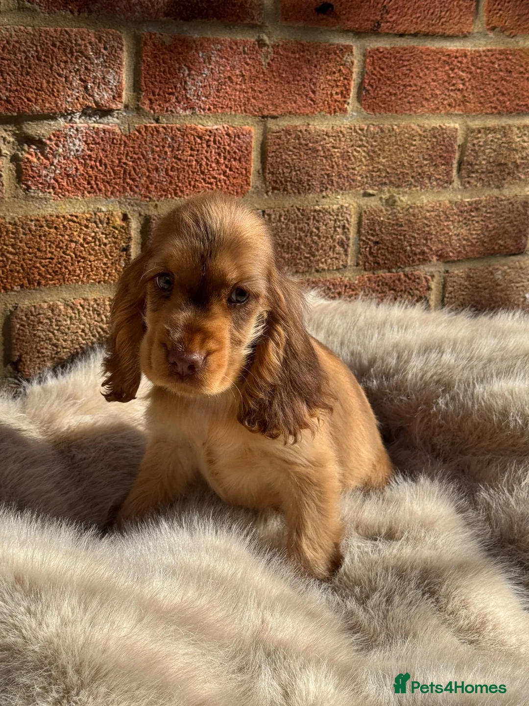 Cocker Spaniel dogs for sale: English show cockers  - Advert 13