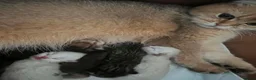 British Longhair cats for sale: British longhair in London - Advert 3