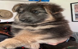 German Shepherd dogs for sale: OLD FASHION GSD PUPPIES DUE 8TH OCTOBER  - Image 12