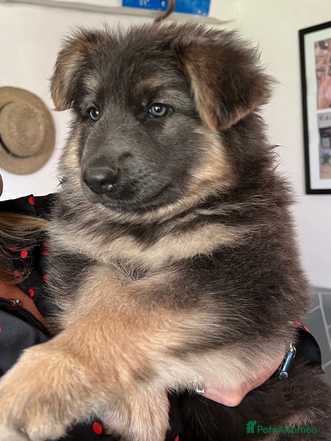 German Shepherd dogs for sale: OLD FASHION GSD PUPPIES DUE 8TH OCTOBER  - Image 12