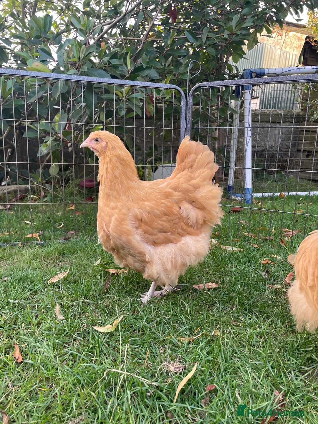 Chickens poultry for sale: Buff Orpington hens/pullets & cockerels - Image 7