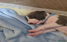 Whippet dogs for sale: Stunning KC Registered Blue Whippet Puppies - Image 27