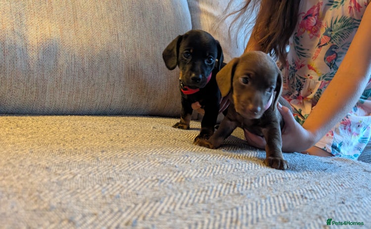 Dachshund dogs - Advert 2