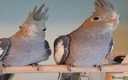 Cockatiels birds for sale: Hand reared baby cocktails very tame and ready  - Image 4