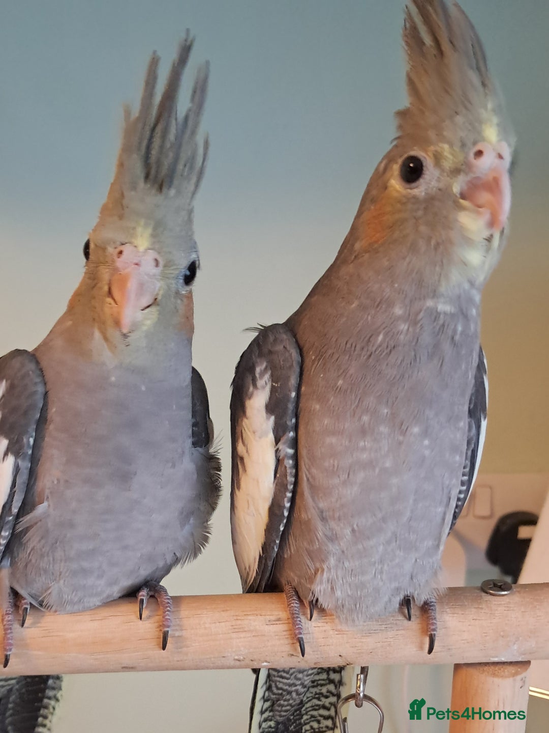 Cockatiels birds for sale: Hand reared baby cocktails very tame and ready  - Image 4