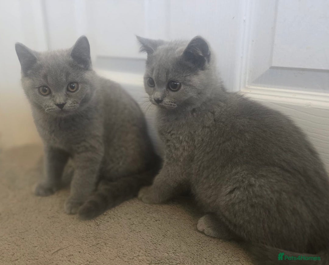 British Shorthair cats for sale: Stunning blue British shorthair kittens - Image 6