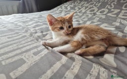 Maine Coon cats for sale: Maine coon x kittens - Image 4